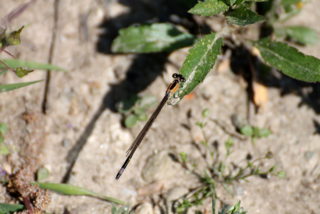 Tutte Ischnura elegans?  S, femmine immature di varie 